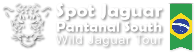 Spot Jaguar Pantanal