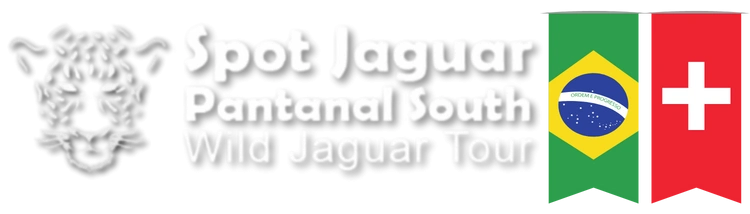 Spot Jaguar Pantanal